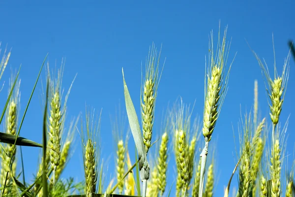 Zelený wheat2 — Stock fotografie