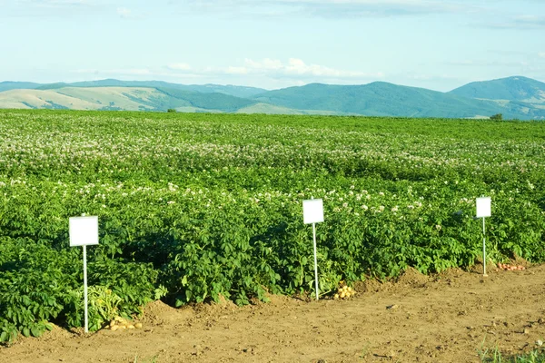 patates ürün bir sürü