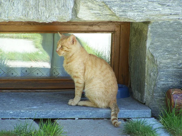 Червоний кіт таббі — стокове фото