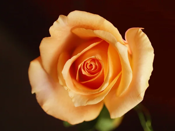 stock image Orange rose