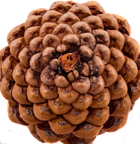 Bottom of a pine cone — Stock Photo, Image