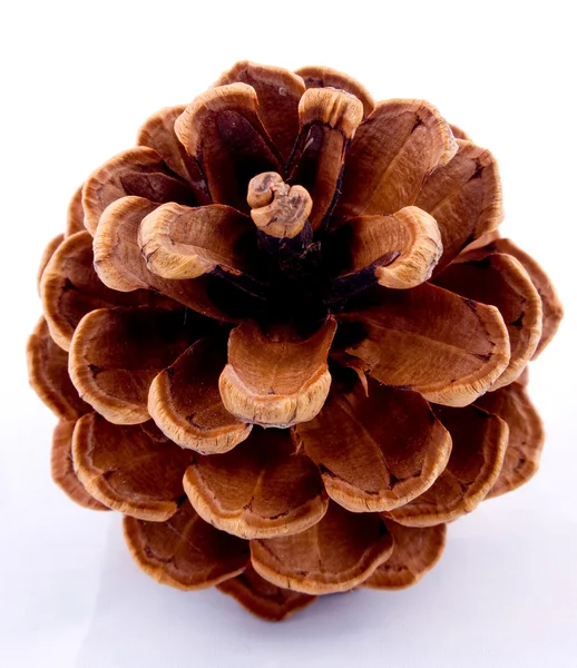 Pine Cone from above — Stock Photo, Image