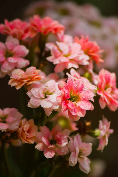 Маленькие розы с росой — стоковое фото