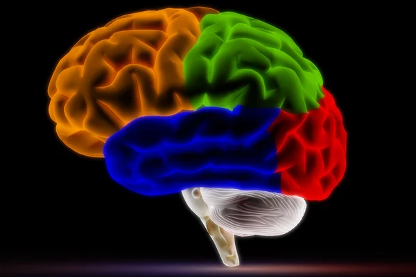 Cérebro colorido em preto Fotos De Bancos De Imagens
