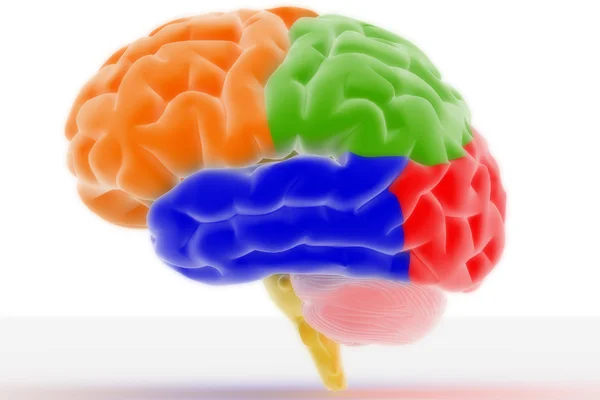 Cerebro colorido Imagen de stock