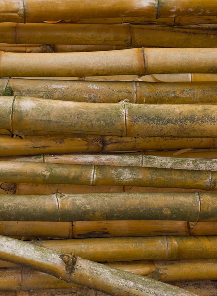 Bambu duvar — Stok fotoğraf