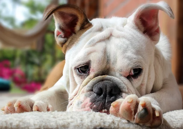 Bulldog descansando — Fotografia de Stock