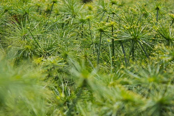 ミニ パピルスの植物の葉 — ストック写真