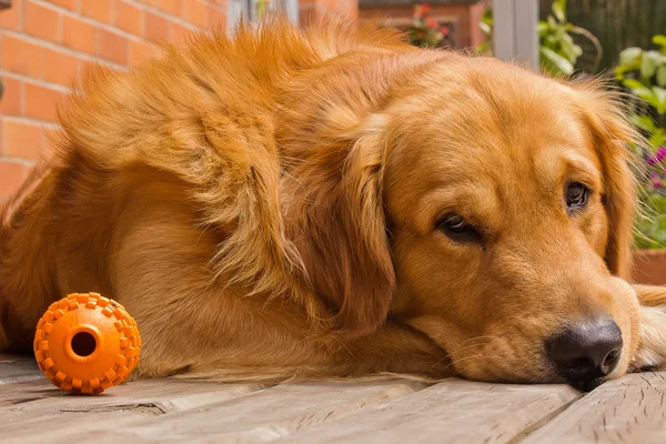 Golden Retriever after play — Stock Photo, Image