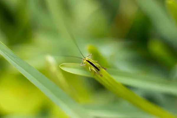 작은 귀뚜라미 — 스톡 사진