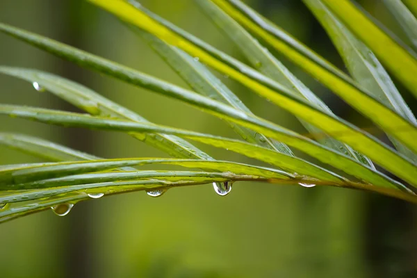 パームツリーの葉に水滴します。 — ストック写真