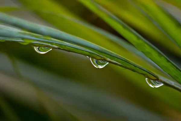 Water drops on palmtree leaf — Stock Photo, Image