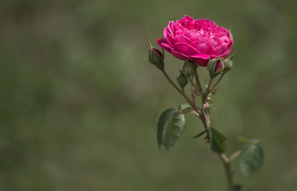 Роза в одиночестве — стоковое фото