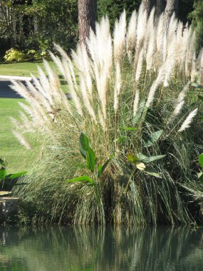 Pampas grass plant clipart