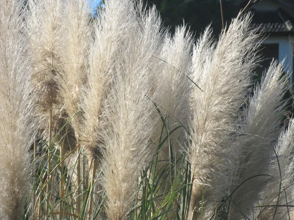 Pampas grass and lake — Stock Photo © diodatimer #10520284