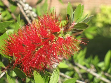 bottlebrush çiçek