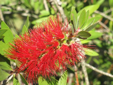 bottlebrush çiçek