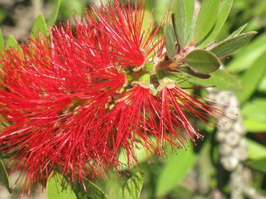 bottlebrush çiçek