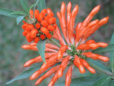 leonotis leonorus açılış çiçeği