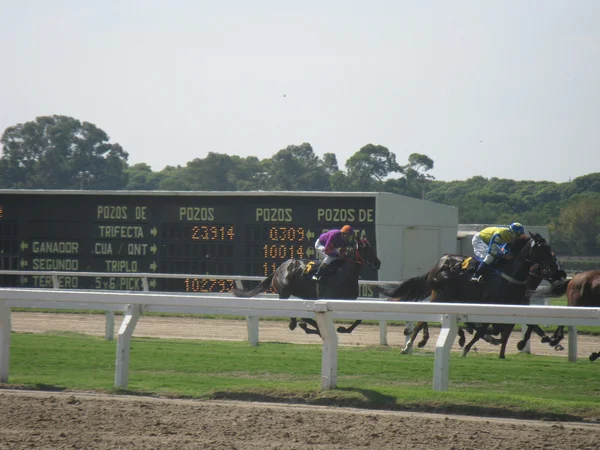 Horse-race — Stock fotografie