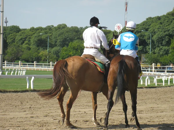 Efter häst-race — Stockfoto