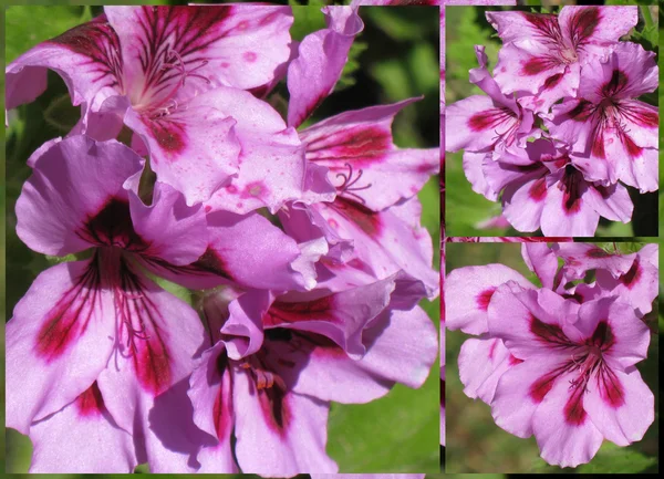 Bicolor geranium collage 2 — Stockfoto