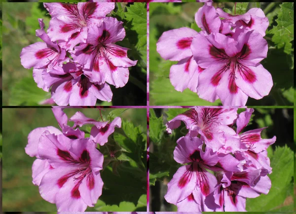 Bicolor geranium collage 1 — Stock Photo, Image