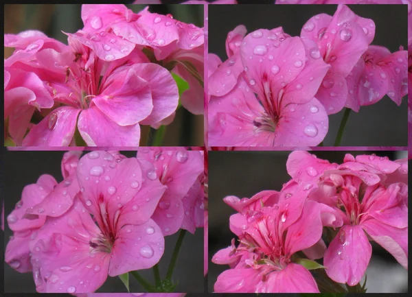 Geranium efter regn collage 1 — Stockfoto