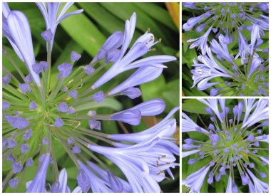Agapanthus collage 2 clipart