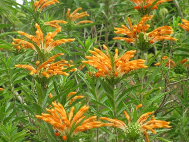 leonotis leonorus çiçek