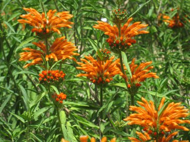 Leonotis leonorus flowers 1 clipart