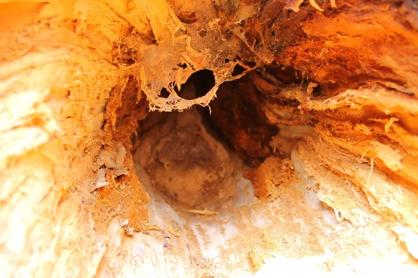 Çürümüş ağaç — Stok fotoğraf
