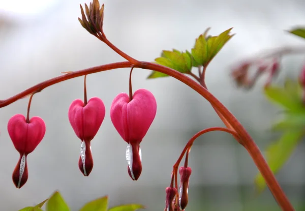 stock image RED HEART FLOWER