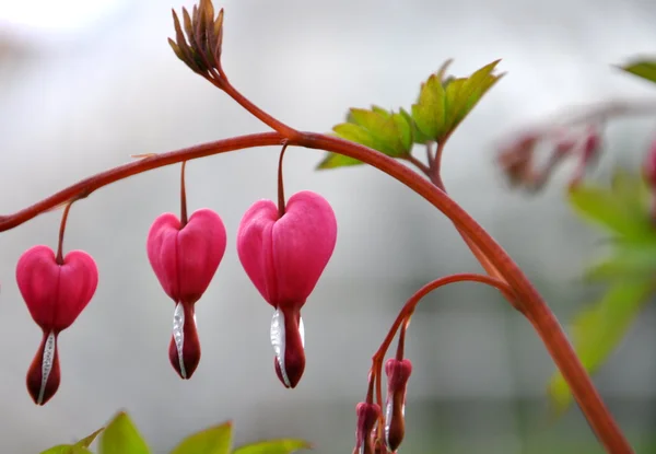 Piros szív, virág Stock Kép