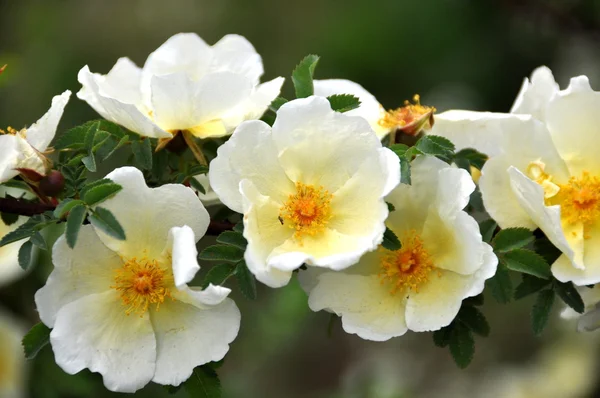 stock image YELLOW ROSE