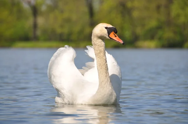 stock image WHITE SWAN