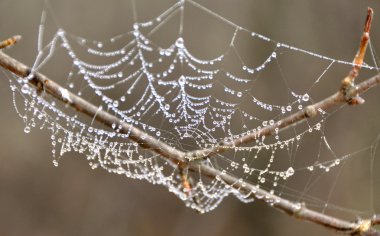 SpiderWeb