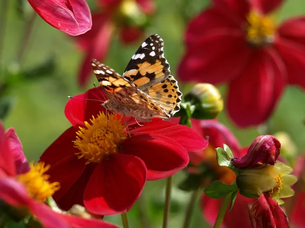 Бабочка на красном цветке — стоковое фото