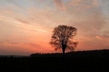 ağaç Sunset