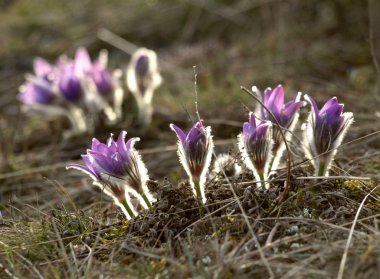 Bahar çiçek pasqueflower