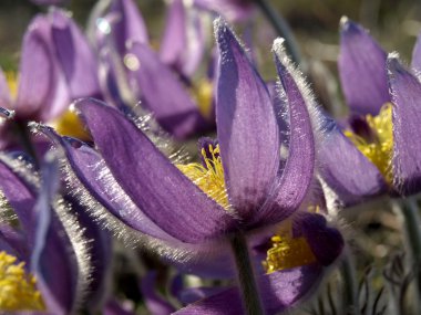 Bahar çiçek pasqueflower