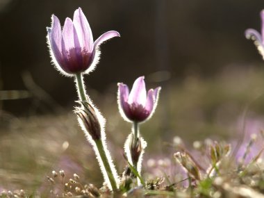 Bahar çiçek pasqueflower