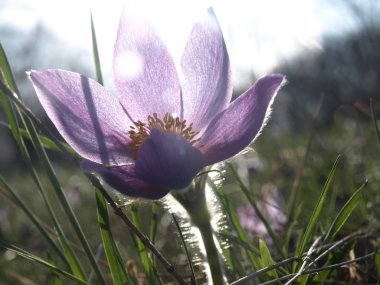 Bahar çiçek pasqueflower