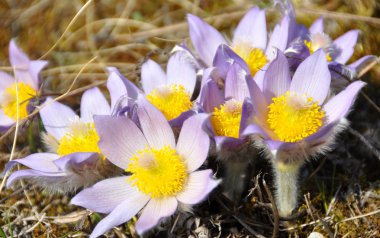 Bahar çiçek pasqueflower