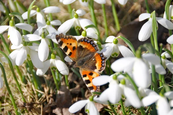 Motyl wiosna — Zdjęcie stockowe