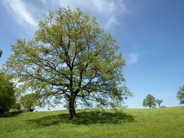 stock image GREEN TREE