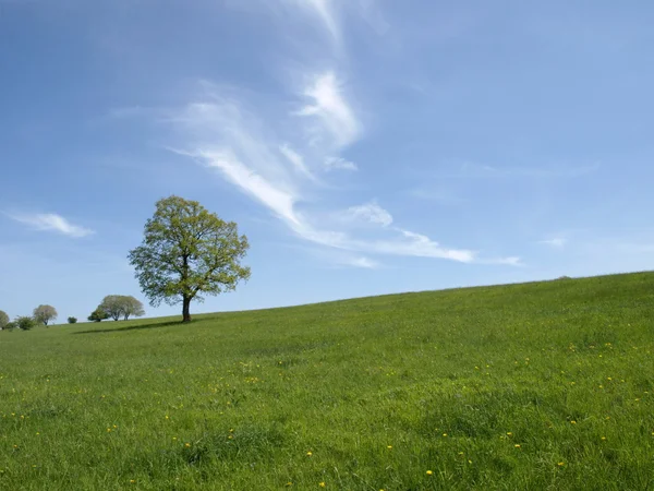 stock image GREEN TREE