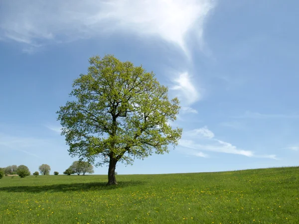 stock image GREEN TREE