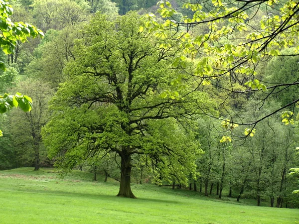 Stock image GREEN TREE