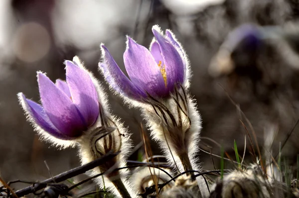 Wiosna kwiatów pasqueflower — Zdjęcie stockowe